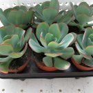 20 Seeds Giant Hens and Chicks Echeveria Gigantea Succulent Fresh Seeds