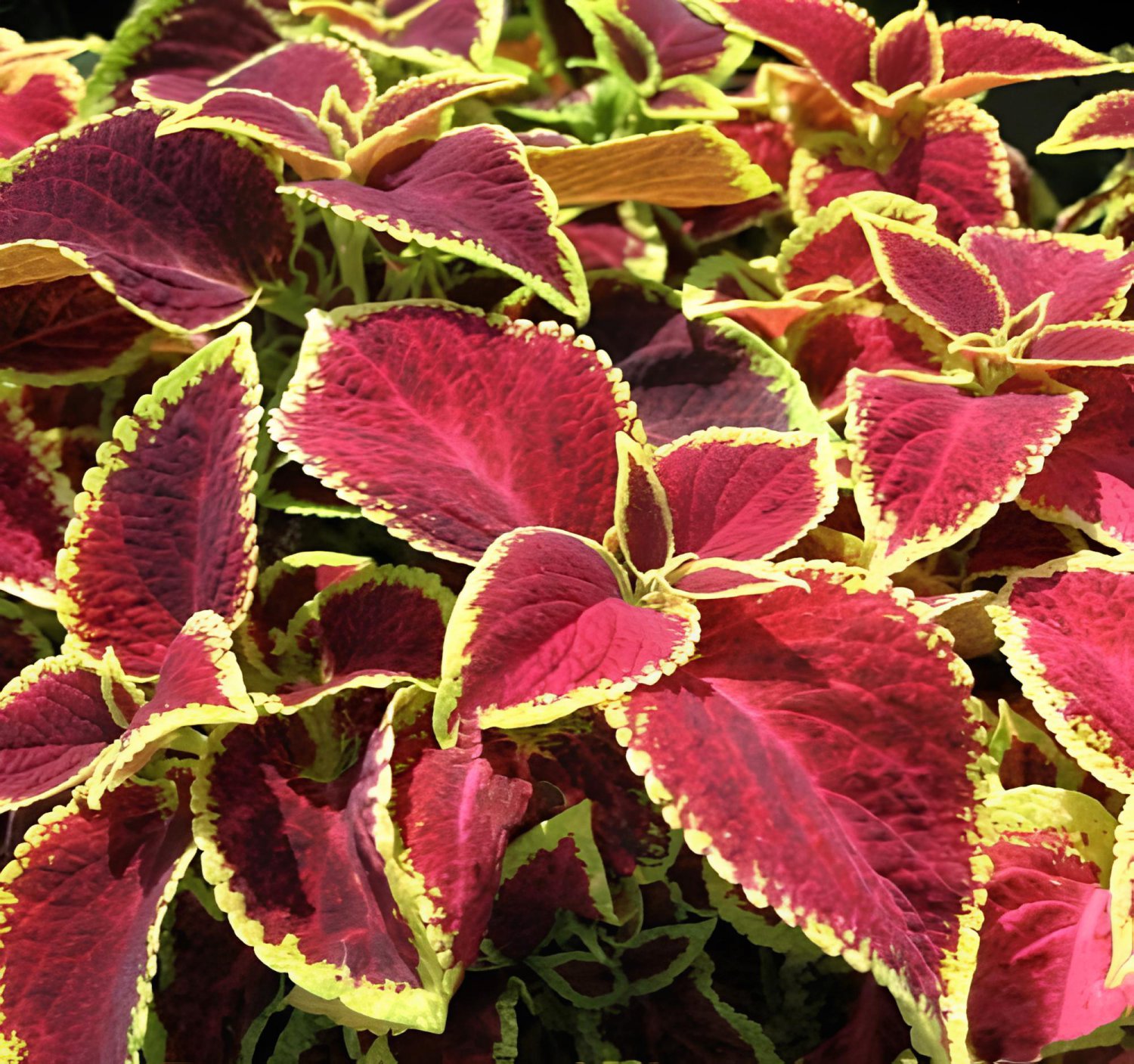 40 Seeds Coleus Blumei Painted Ornamental Herbs Fresh Seeds