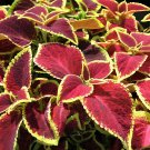 40 Seeds Coleus Blumei Painted Ornamental Herbs Fresh Seeds