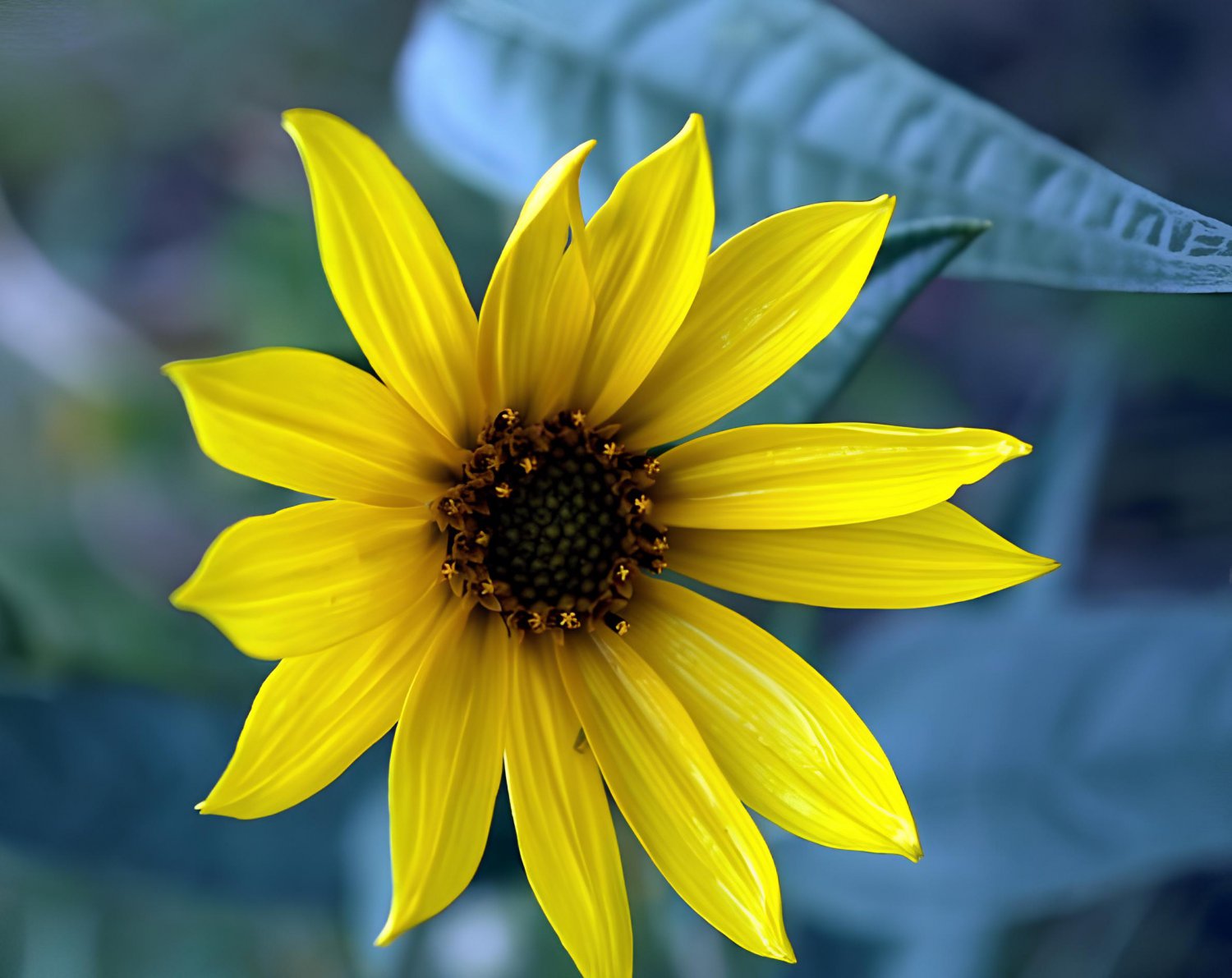 30 Seeds Maximillian Sunflower Fresh Seeds