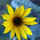 30 Seeds Maximillian Sunflower Fresh Seeds