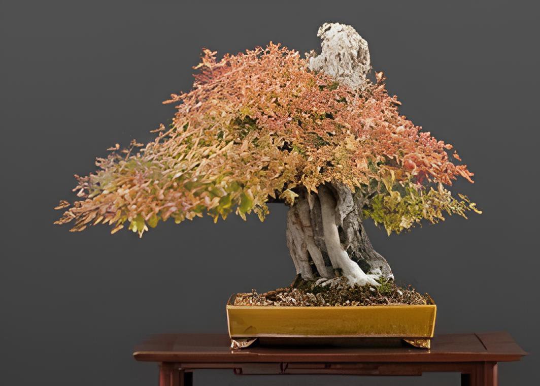 40 Seeds Bonsai Trident Maple Fresh Seeds