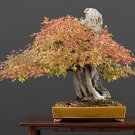 40 Seeds Bonsai Trident Maple Fresh Seeds