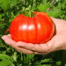 200 Seeds Super Rare Red Giant Competition Tomato Fresh Seeds