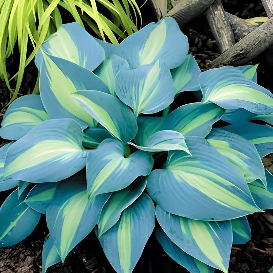 200 Seeds Touch of Class' Blue/Yellow/Green Mixed Hosta Fresh Seeds