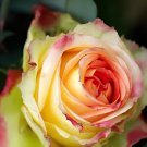 100 Seeds Red Spot Yellow Rose Flower Fresh Seeds