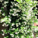 200 Seeds Rare Climbing Jasmine Flower Fresh Seeds