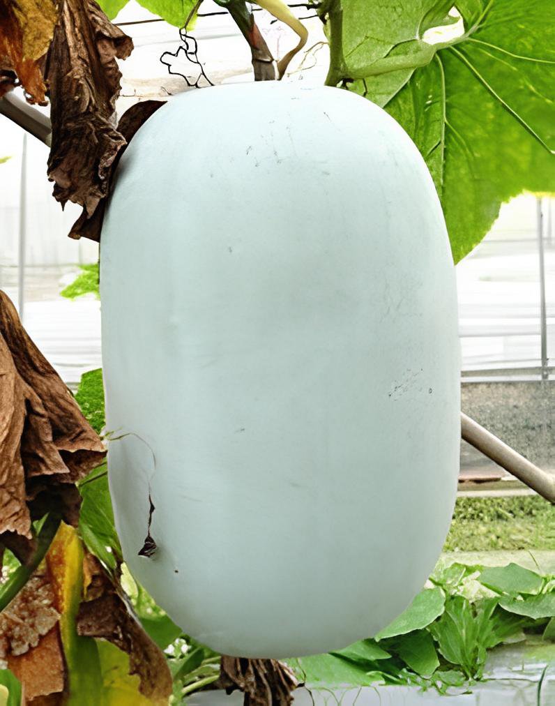 24 Seeds Wax Gourd White Skin Fuzzy Winter MelonWhite Ash Benincasa Hispida Fresh Seeds