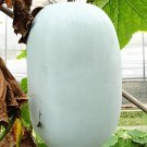 24 Seeds Wax Gourd White Skin Fuzzy Winter MelonWhite Ash Benincasa Hispida Fresh Seeds