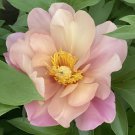 10 Seeds Rare 'Sang Ye Mudan' Red Pink Yellow Green Peony Plant Fresh Seeds