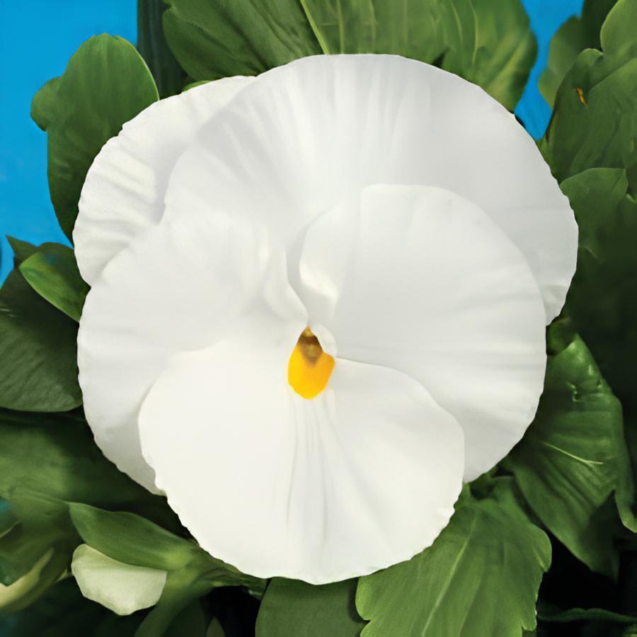 100 Seeds White Herb Pansy Flower Fresh Seeds