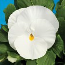 100 Seeds White Herb Pansy Flower Fresh Seeds