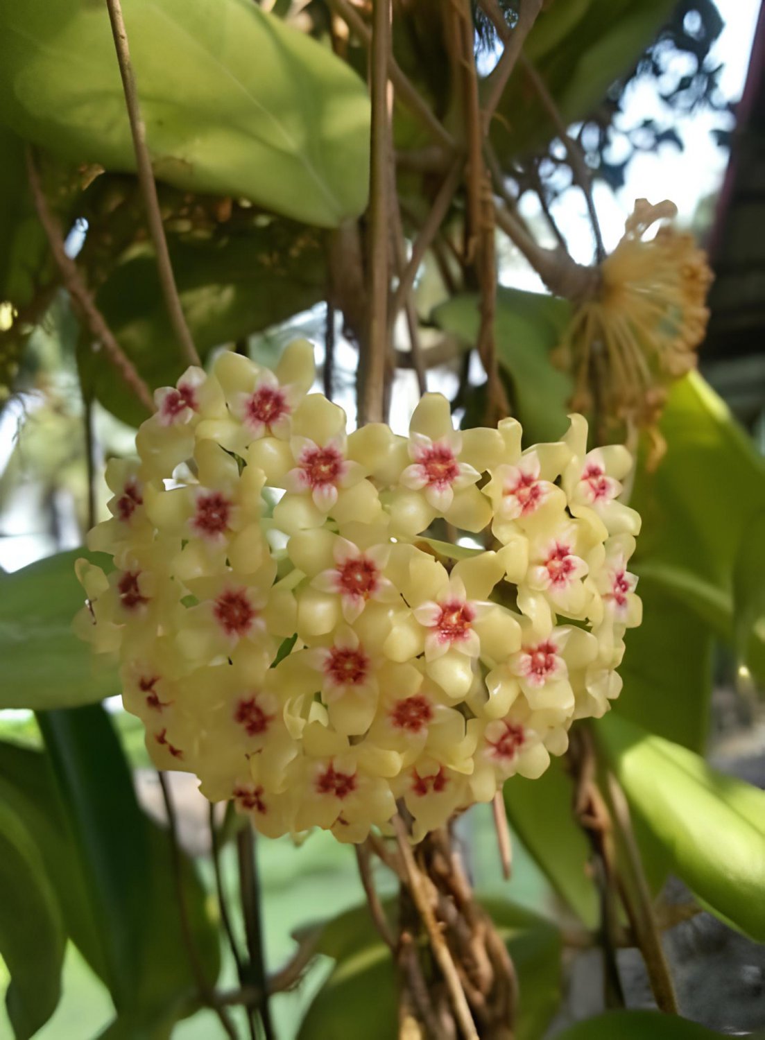 400 Seeds Hoya - Light Yellow with Light Pink Centre Fresh Seeds