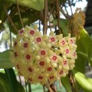 400 Seeds Hoya - Light Yellow with Light Pink Centre Fresh Seeds