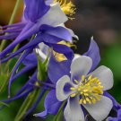 100 Seeds Perennial Blue Columbine Fresh Seeds