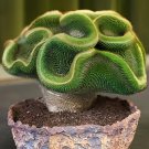20 Seeds Rare Perennial Bonsai Austrocylindropuntia Succulent Plant Fresh Seeds