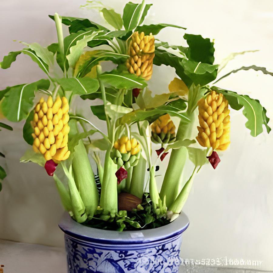 200 Seeds Dwarf Banana Tree Hybrid Fruits Fresh Seeds