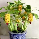 200 Seeds Dwarf Banana Tree Hybrid Fruits Fresh Seeds