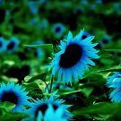 100 Seeds Dwarf Sunflower Blue Flowers Fresh Seeds