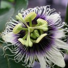 20 Seeds Passion Flower Purple Granadilla Passiflora Edulis Fresh Seeds