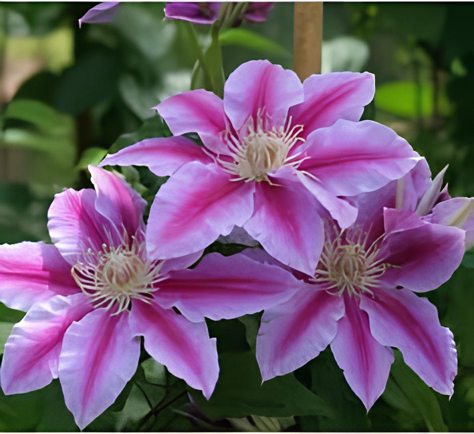 200 Seeds Clematis Bonsai Clematis Plant Bonsai Clematis Florida Thunb Flowers Fresh Seeds