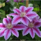 200 Seeds Clematis Bonsai Clematis Plant Bonsai Clematis Florida Thunb Flowers Fresh Seeds