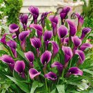 200 Seeds Calla Flower Plants Rare Bonsai Calla Lily Flower Planting Fresh Seeds