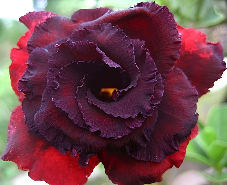 4 Seeds Immortality' Dark Red Adenium Obesum Desert Rose Fresh Seeds
