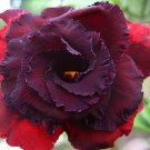 4 Seeds Immortality' Dark Red Adenium Obesum Desert Rose Fresh Seeds