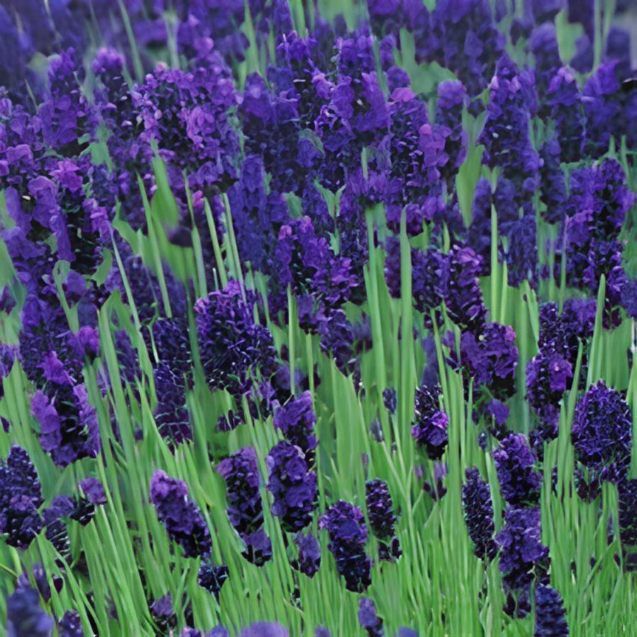 40 Seeds Hidcote Blue Provence Lavender Fresh Seeds