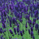40 Seeds Hidcote Blue Provence Lavender Fresh Seeds