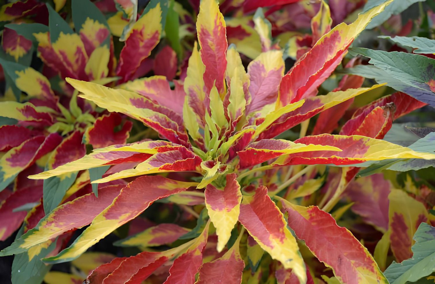 100 Seeds Summer Poinsettia Amaranth Flower Fresh Seeds