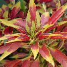 100 Seeds Summer Poinsettia Amaranth Flower Fresh Seeds