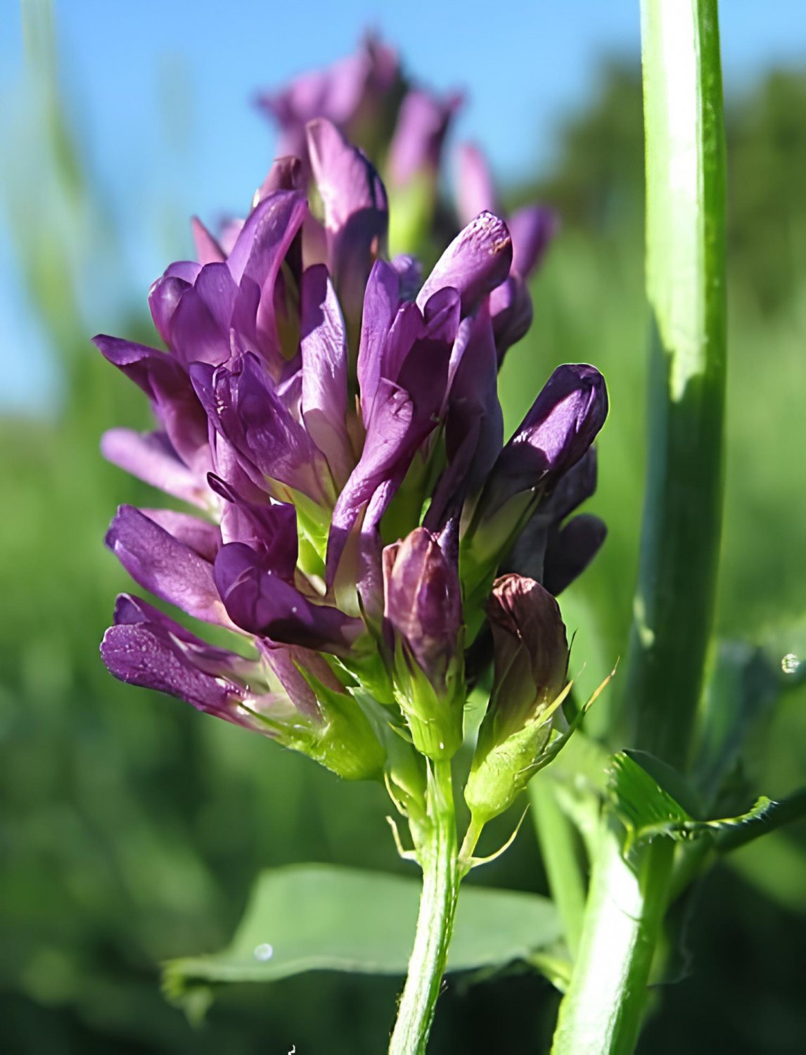200 Seeds Purple Alfalfa Seed High Quality Forage Perennial Grass Fresh Seeds