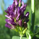 200 Seeds Purple Alfalfa Seed High Quality Forage Perennial Grass Fresh Seeds