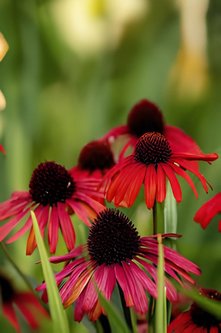 200 Seeds Green Jewel' Echinacea Lovely Pale Yellow Coneflowers Fresh Seeds