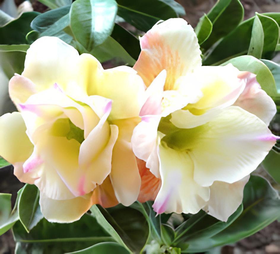 4 Seeds Rare 'thin yellow elves' Adenium Desert rose Fresh Seeds
