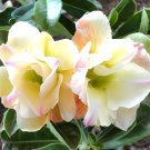 4 Seeds Rare 'thin yellow elves' Adenium Desert rose Fresh Seeds
