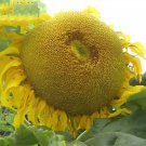 30 Seeds Heirloom Baby Girl Giant Face Yellow Sunflowers Fresh Seeds