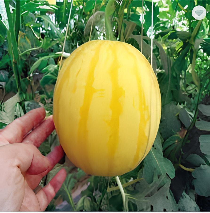 100 Seeds Yellow Skin Red Watermelon Fresh Seeds