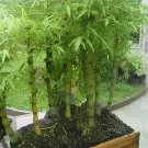 200 Seeds Buddha Bamboo Bonsai Ornamental Plants Fresh Seeds