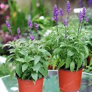 200 Seeds Bonsai Vanilla Fragrant Flowers Edible Salvia Japonica Bonsai Fresh Seeds