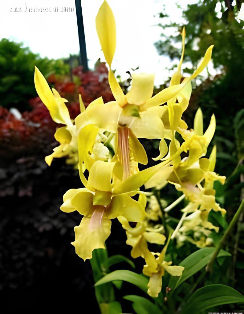 200 Seeds Dendrobium Orchid Flower Garden Fresh Seeds