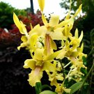 200 Seeds Dendrobium Orchid Flower Garden Fresh Seeds