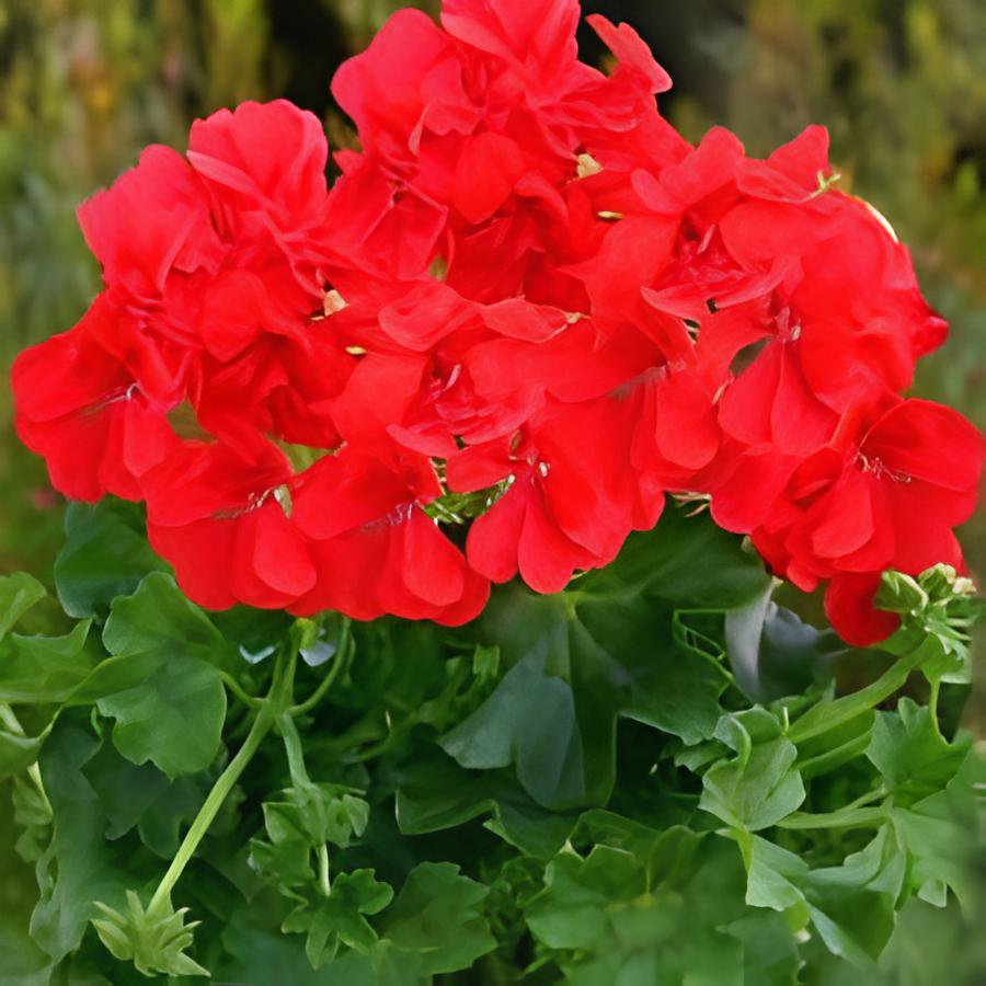 40 Seeds Deep Red Geranium Bonsai Pretty Charming Flower Fresh Seeds