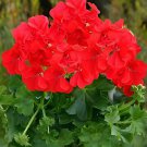 40 Seeds Deep Red Geranium Bonsai Pretty Charming Flower Fresh Seeds
