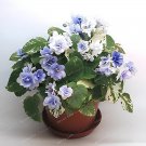100 Seeds Mini Violet African Violet Garden Potted Plants Fresh Seeds