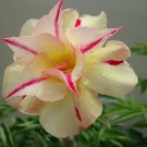 4 Seeds 4-layer Red Yellow Adenium Fresh Seeds