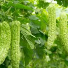 12 Seeds Bitter Melon Balsam Pear Fruit Fresh Seeds
