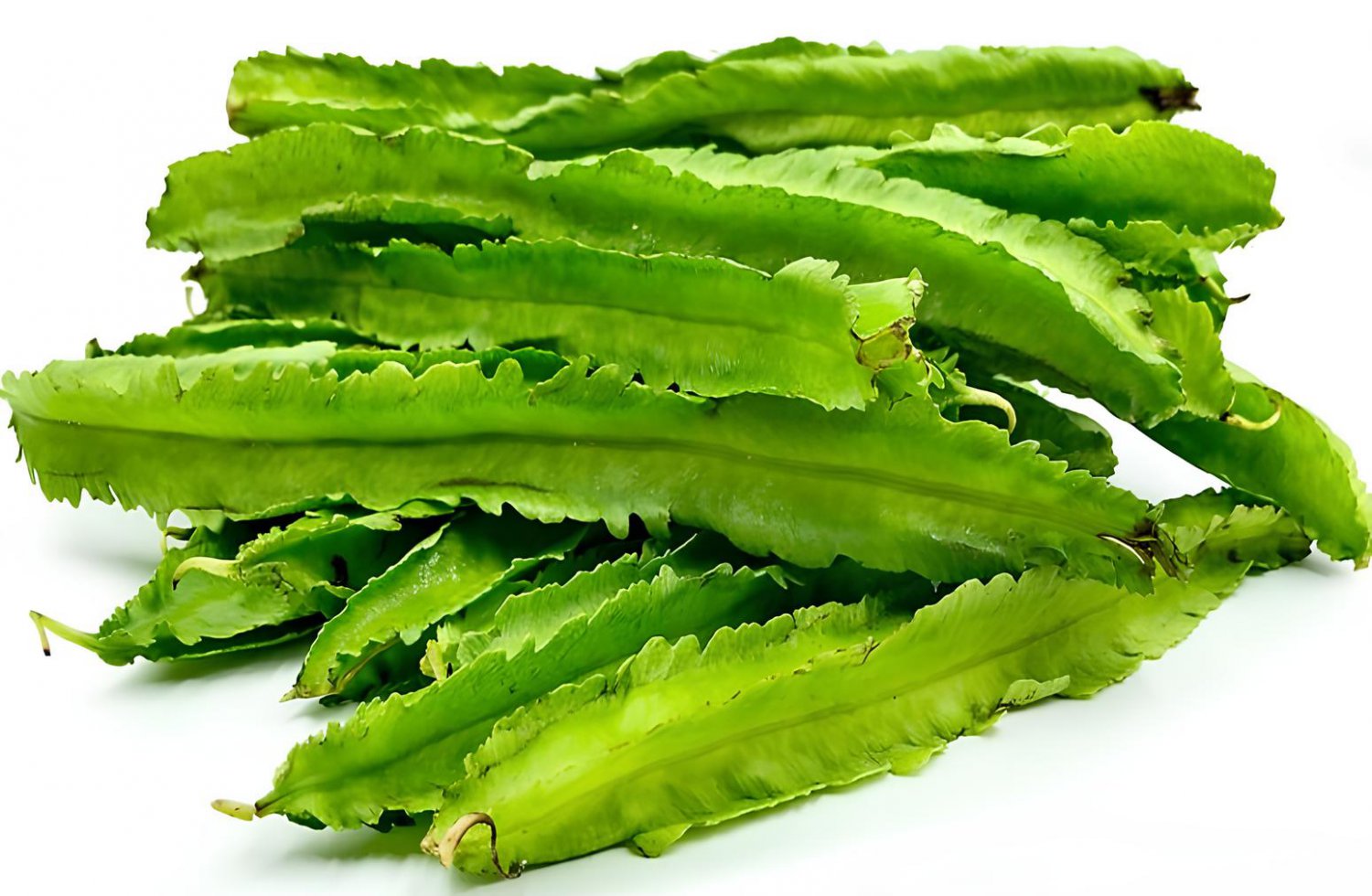 8 Seeds Winged Bean Perennial Rare Pea Bonsai Fresh Seeds